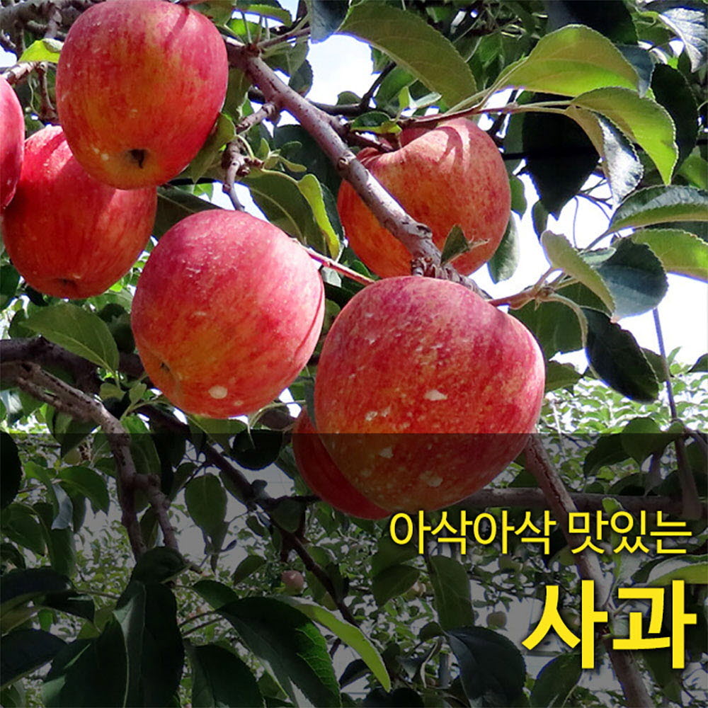 [국산과일] 아삭아삭 맛있는 사과 15-24과 5kg