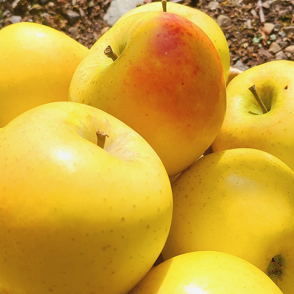 시나노골드 황금사과 2kg