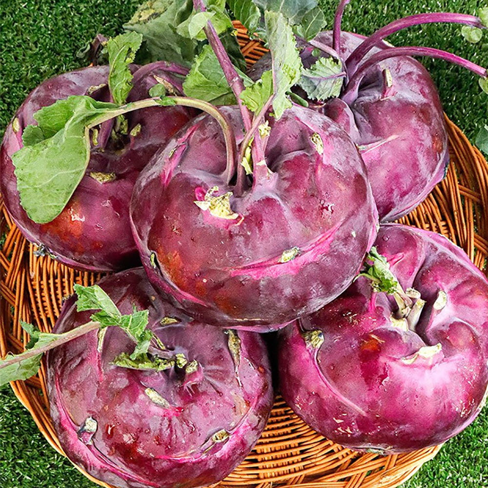 제주 햇 콜라비 특 5kg