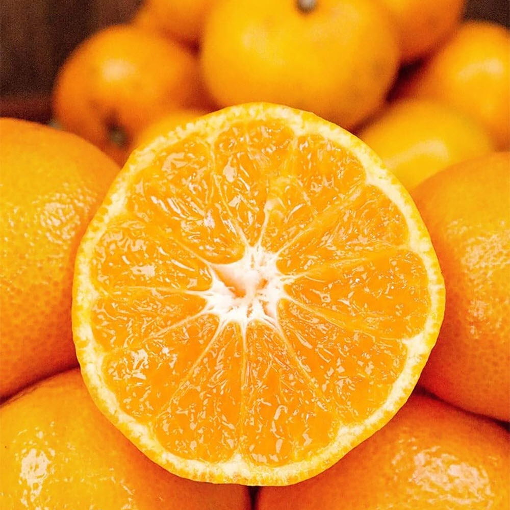 제주 산지직송 노지 조생귤 중대과 10kg