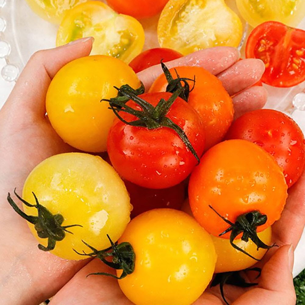 스테비아 칵테일 토마토 1kg