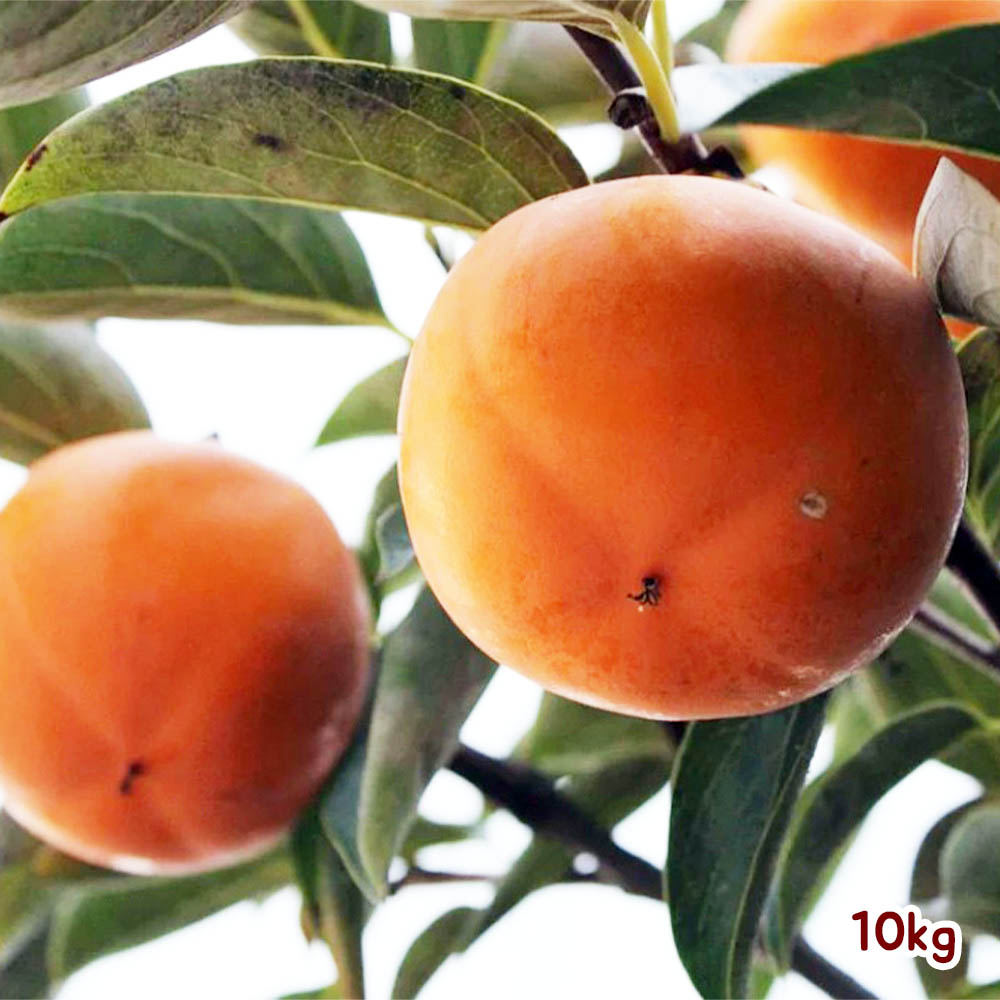 단감 10kg (상/특품 45~60과)