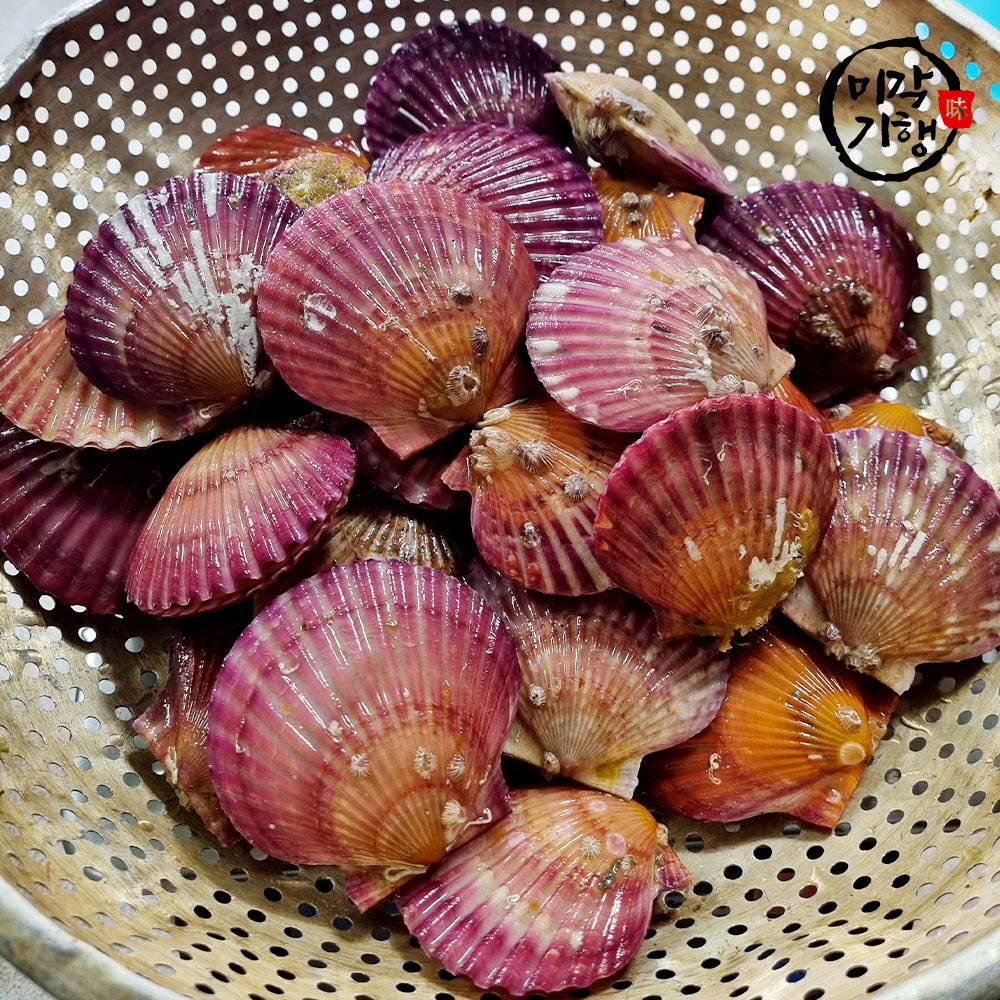 미각기행 통영 홍가리비 10kg