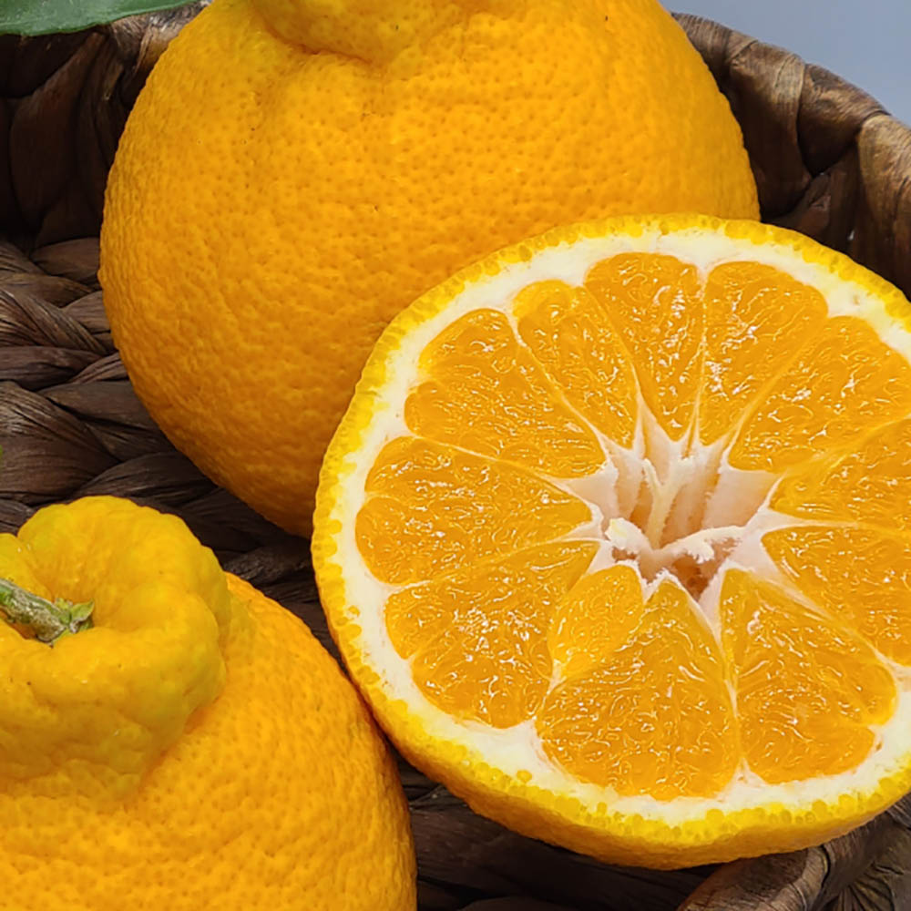 한라봉 3kg(9~10과)