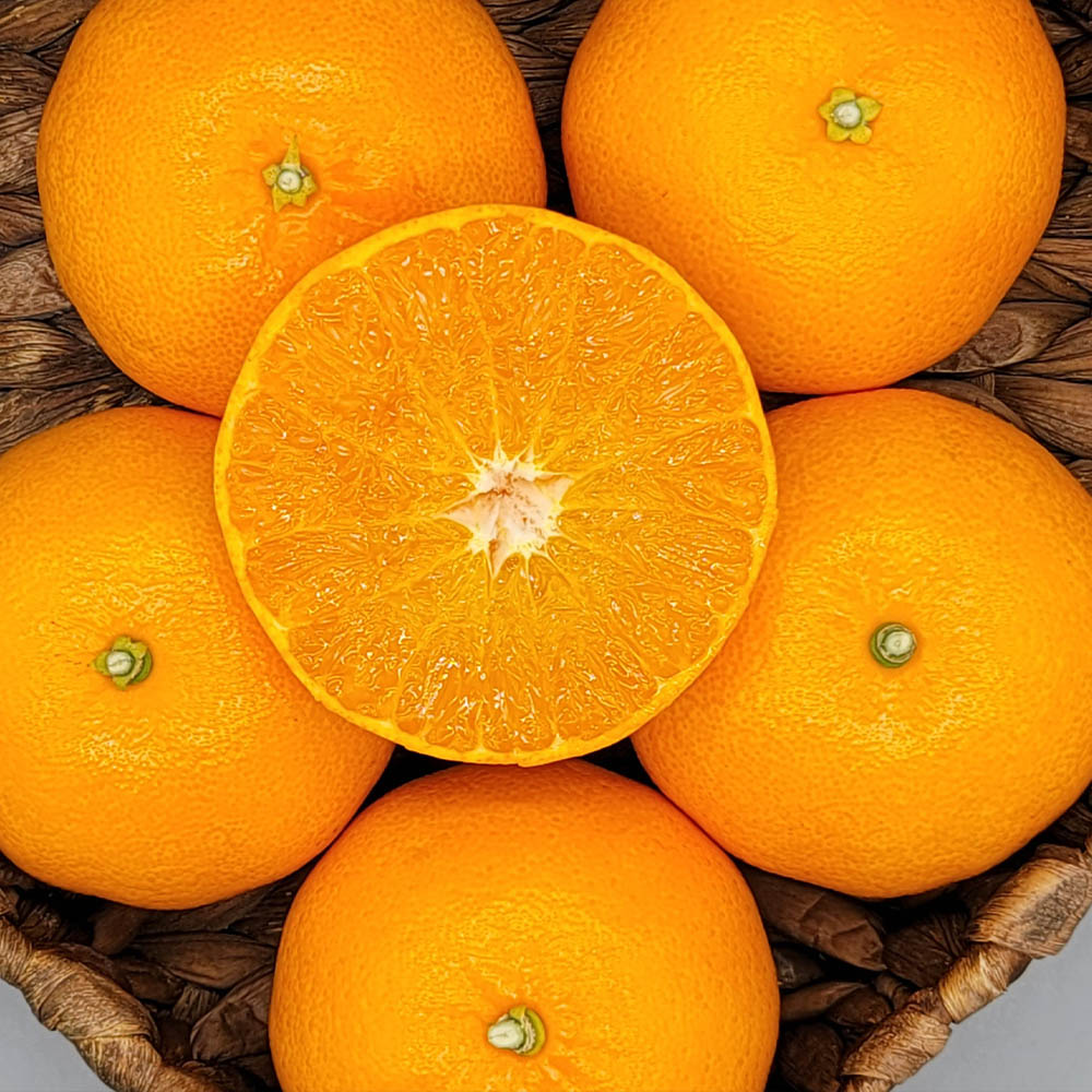 천혜향 3kg(11~13과)