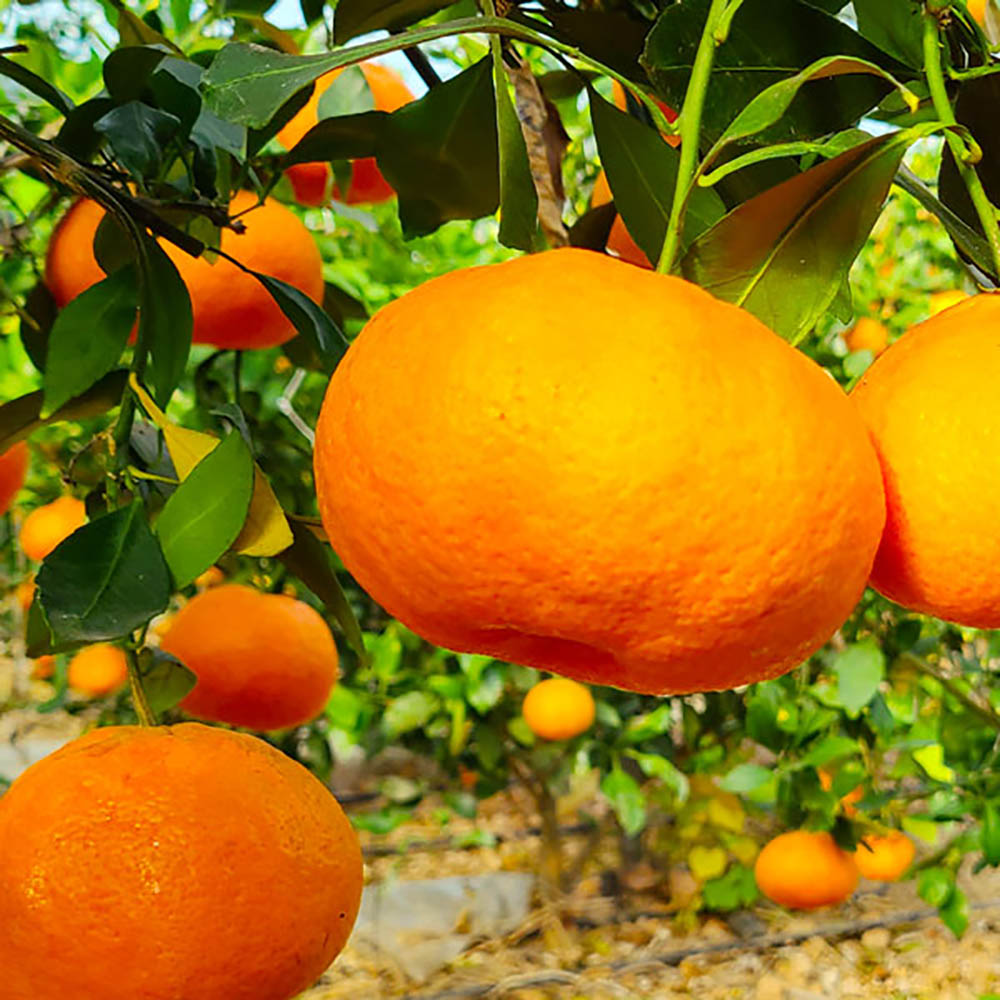 레드향 3kg(9~13과)