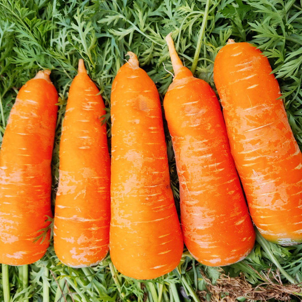 제주 세척당근(특/다용도) 5kg