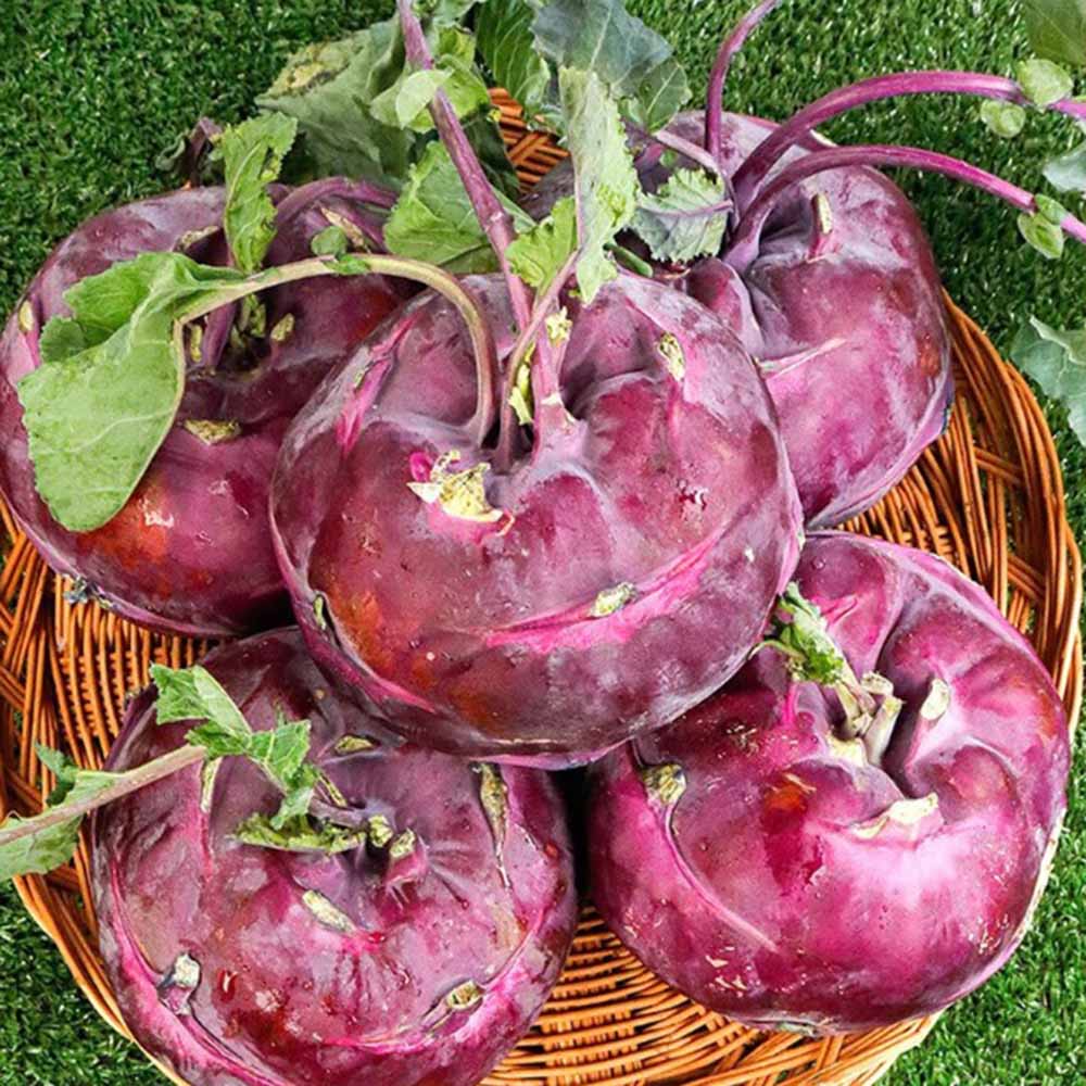 변비예방에 좋은 제주 콜라비 특사이즈 10kg