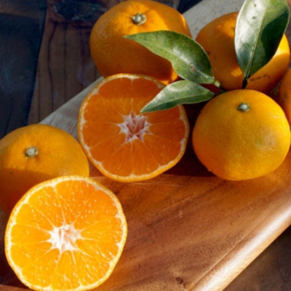 노지감귤 조생 대과 5kg 40과 내외