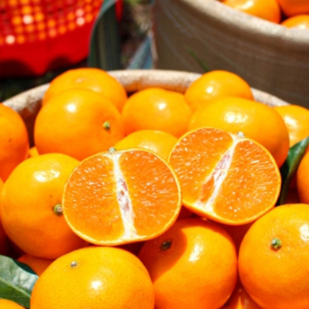 노지감귤 조생 대과 10kg 80과 내외