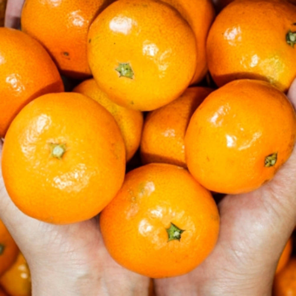 노지감귤 조생 로얄과 10kg 110과 내외