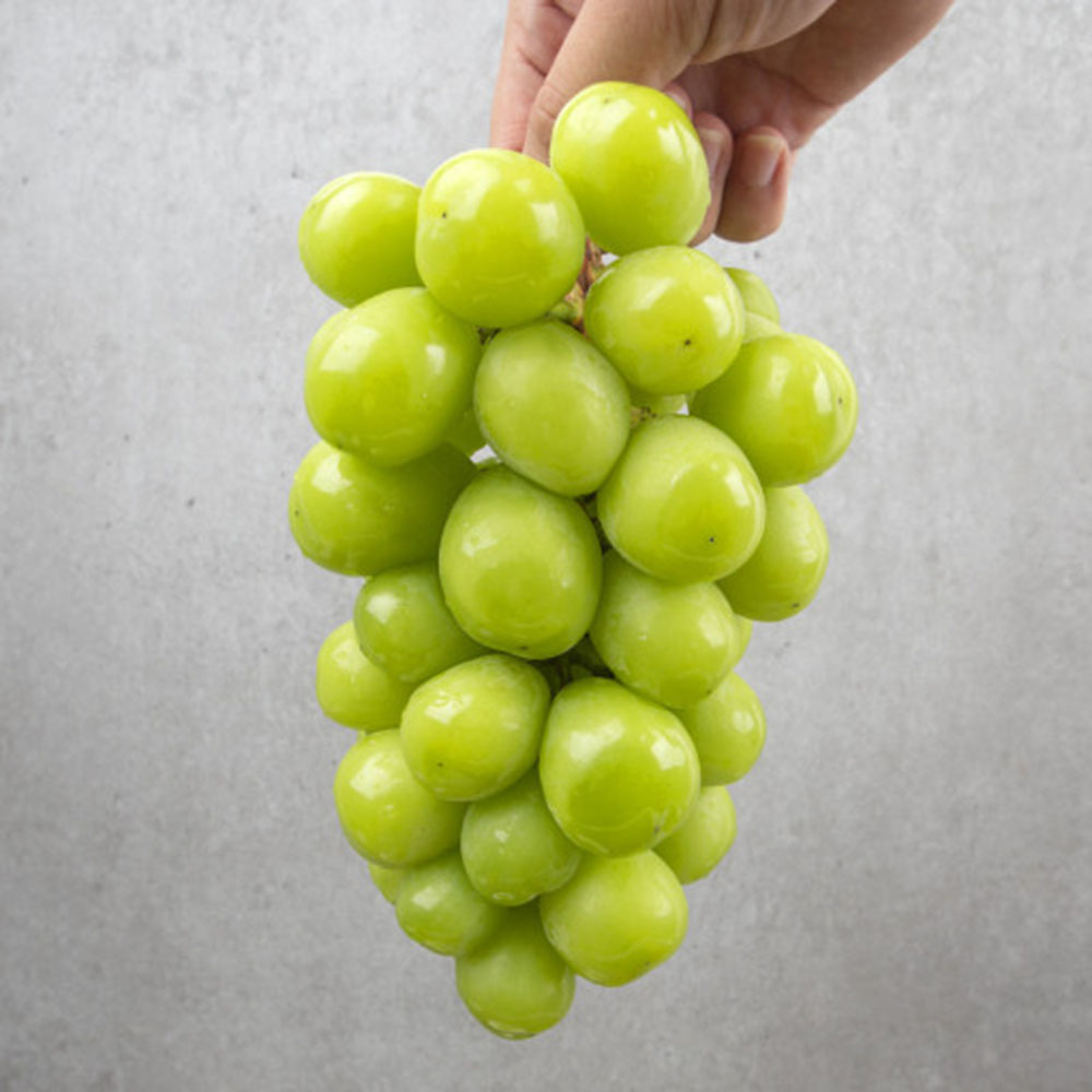 아이엠팜 산지직송 샤인머스켓 1.2kg