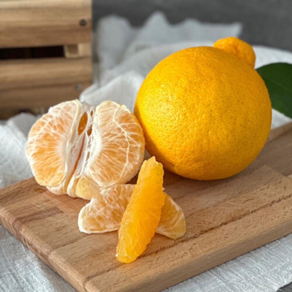 [돌담농장] 제주 초고당도 한라봉 꼬마(가정용) 4kg