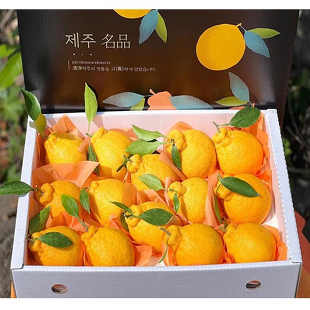 [돌담농장] 제주 초고당도 한라봉 (선물박스) 5kg