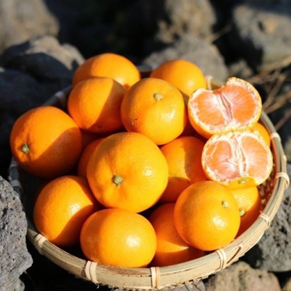 제주 산지직송 노지 조생귤 로얄과 5kg