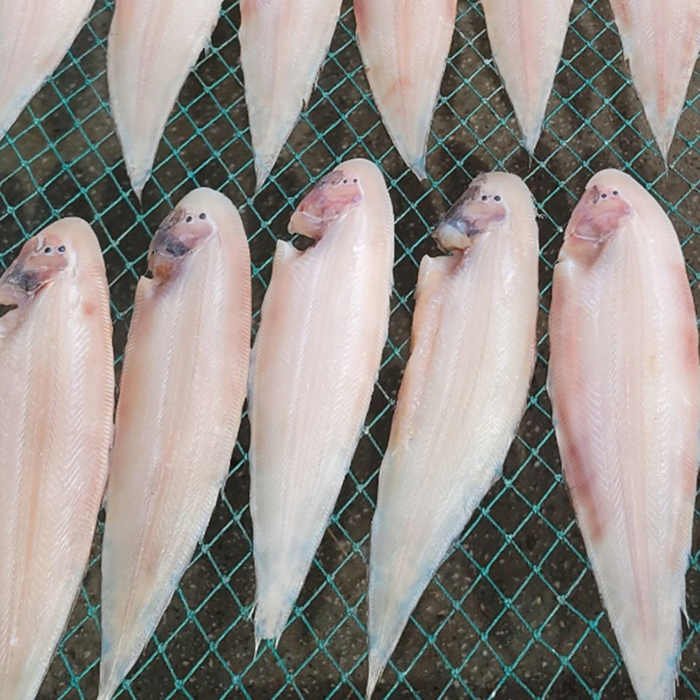 대박수산 원양산 반건조 군산 박대 10미 특대(34cm이상)