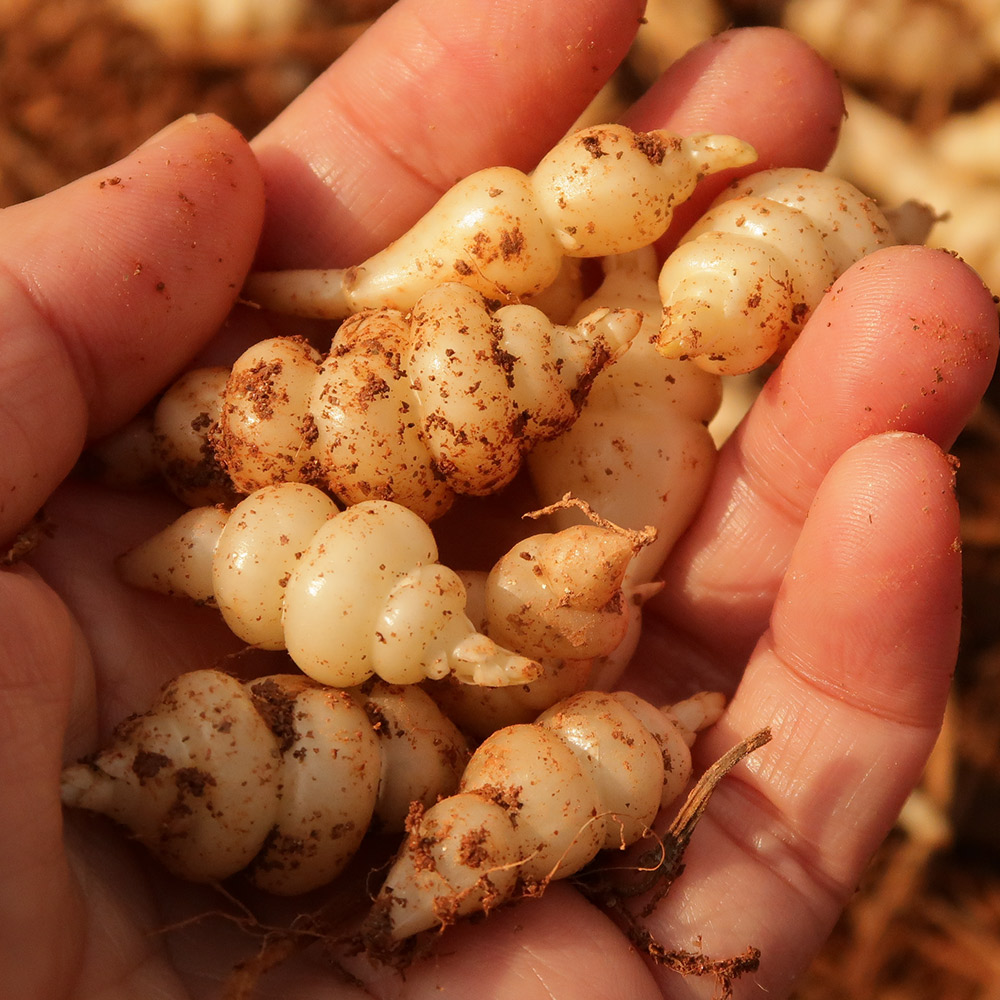 초석잠 (중.대) 500g