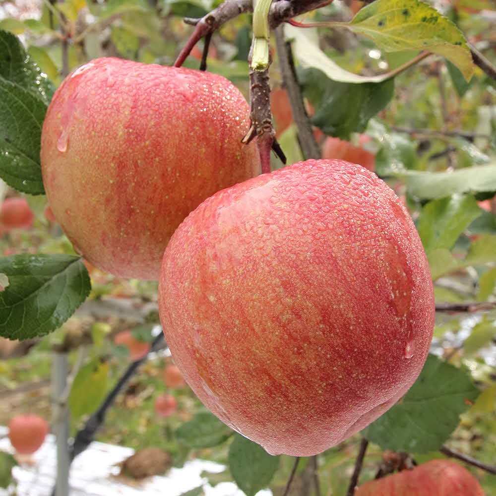 부사 중과 (청송, 안동, 문경 등 경북산) 1.5 kg (10~16과)