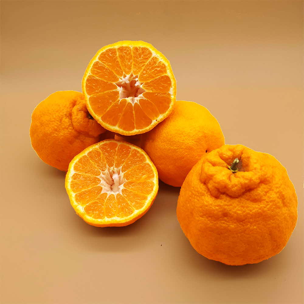 제주 한라봉 중과 2kg ( 6~11 과 )