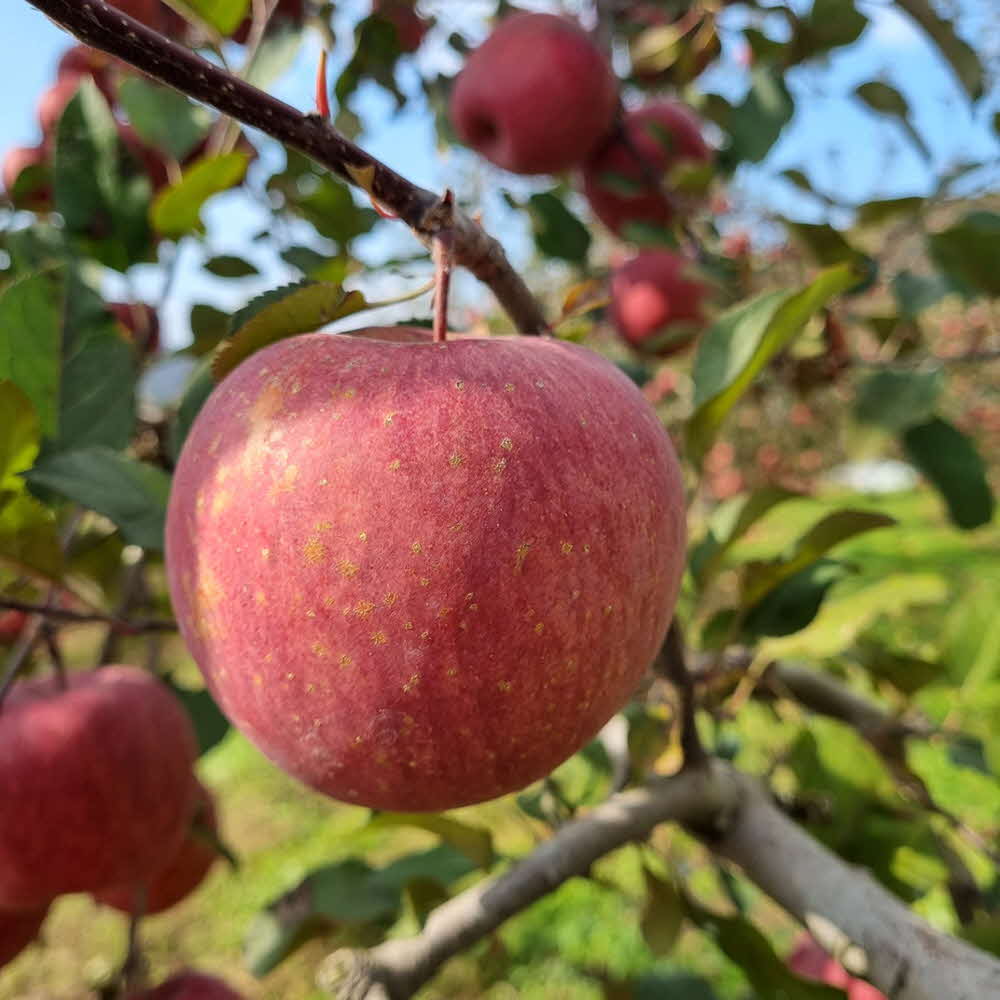 부사 중과 (청송, 안동, 문경 등 경북산) 3 kg (18~25과)