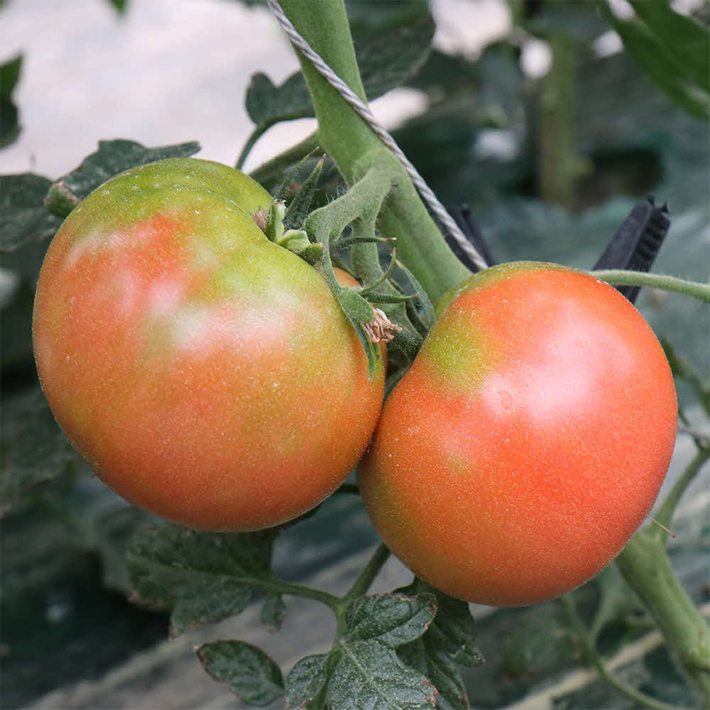 완숙 토마토 3kg