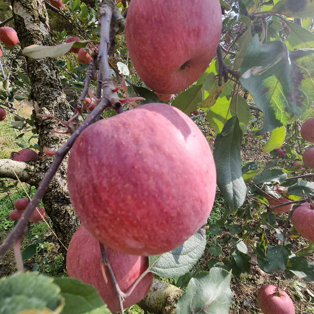 부사 중과 (청송, 안동, 문경 등 경북산) 4 kg (20~32과)