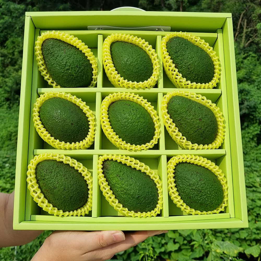 페루 / 멕시코산 아보카도 24과