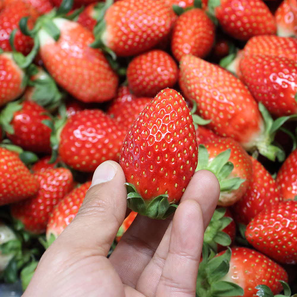 국내산 딸기(산청,진주,의성,고령) 500g (1팩 / 상 / 3X5 )