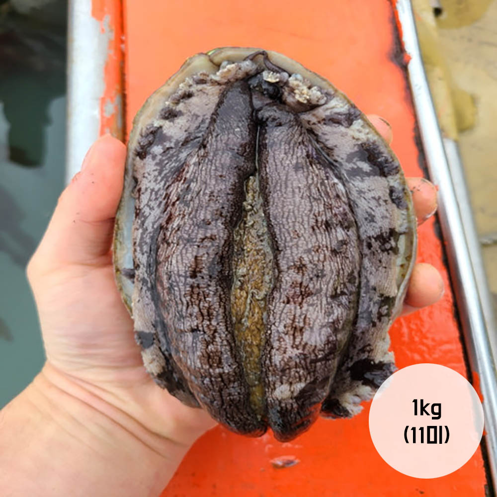 [봄맞이할인행사] 청진수산 직접 잡은 초신선 활전복 1kg (11미)