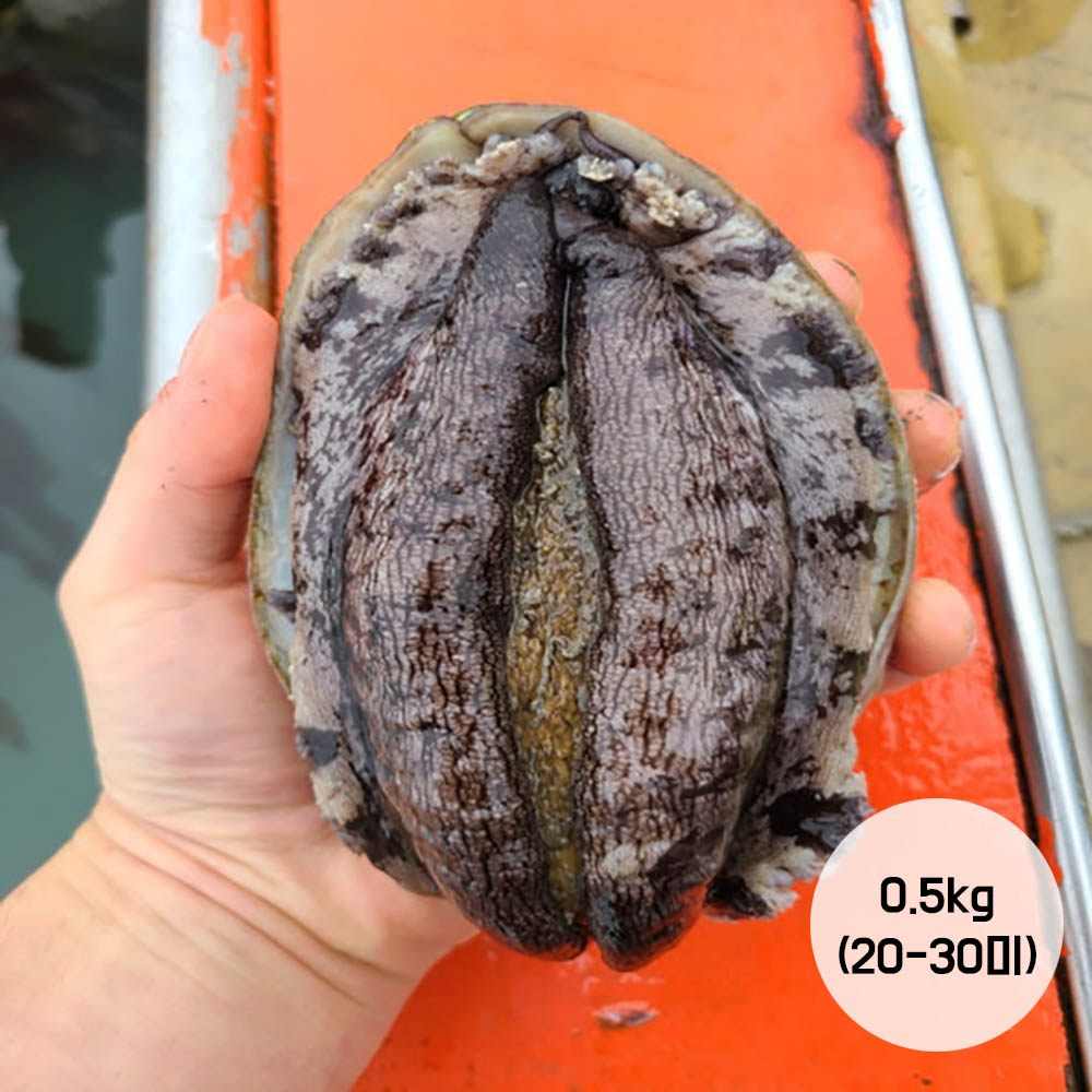 [봄맞이할인행사] 청진수산 직접 잡은 초신선 활전복 0.5kg (20-30미)