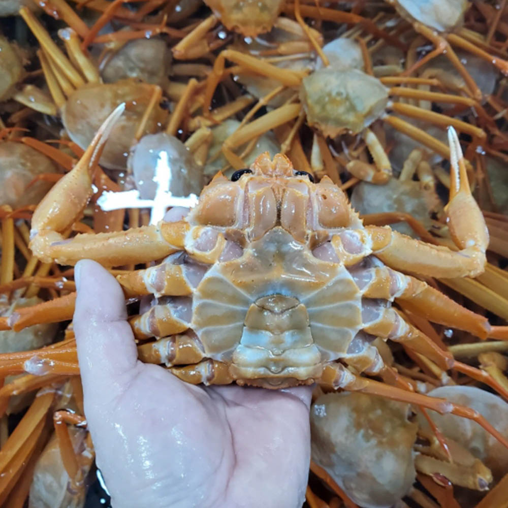 당일바리 활 홍게 3kg