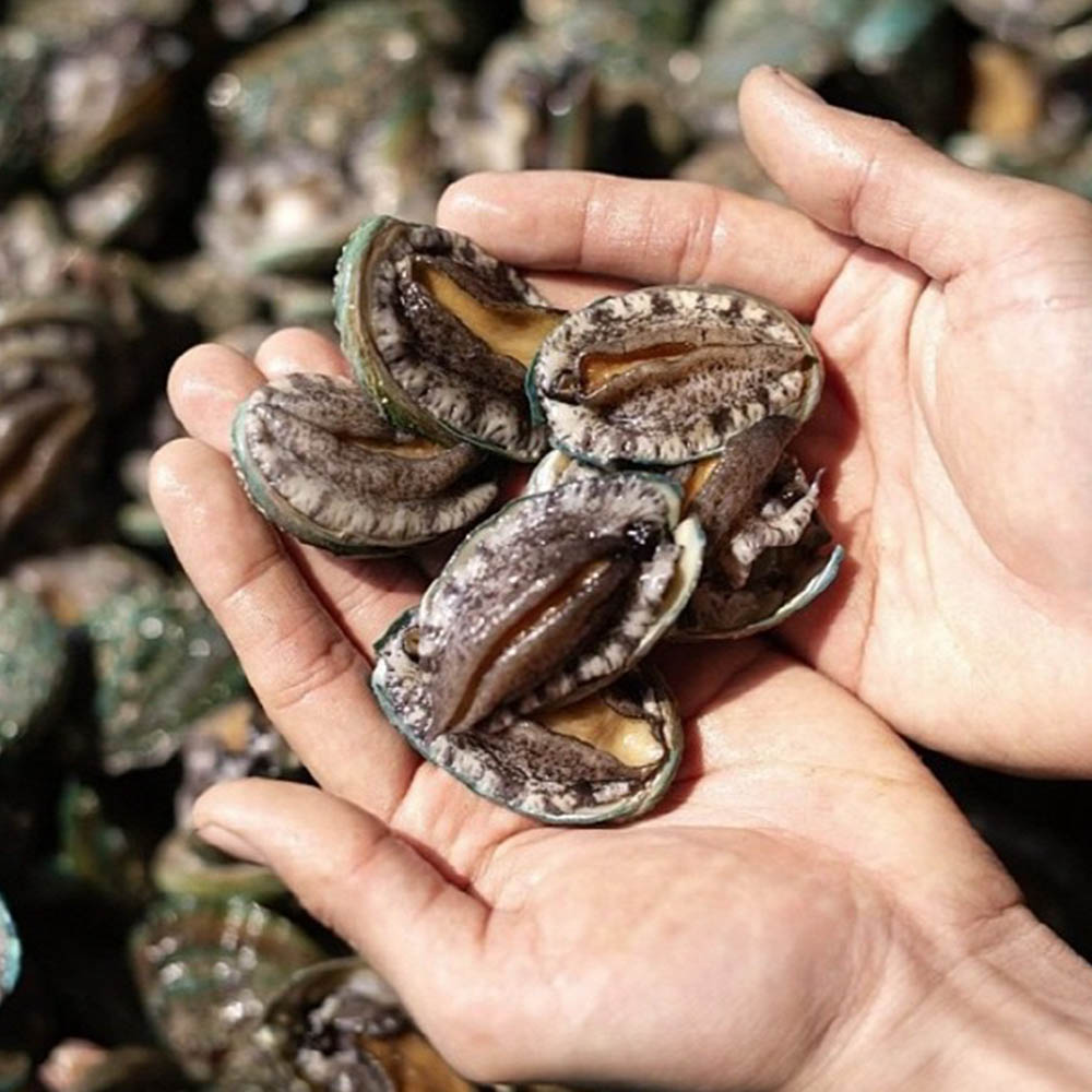 완도 꼬마 전복 1kg