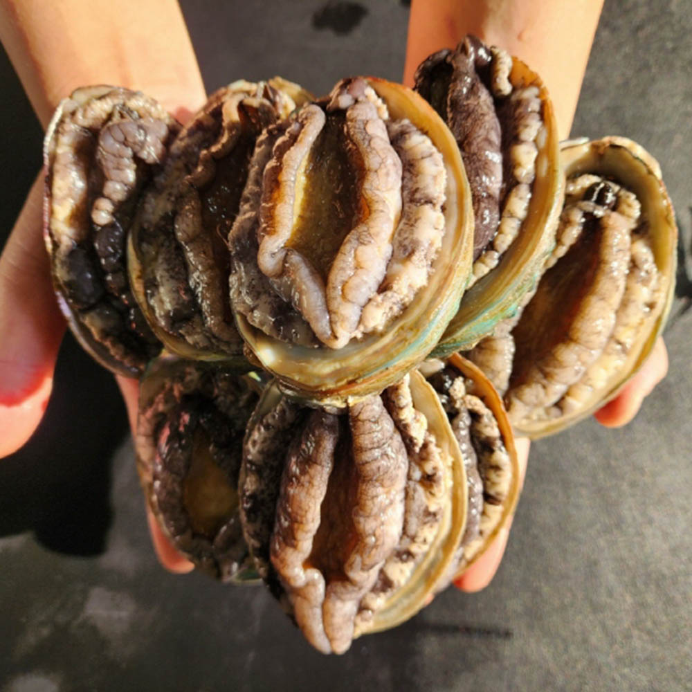 완도 특대왕 전복 1kg