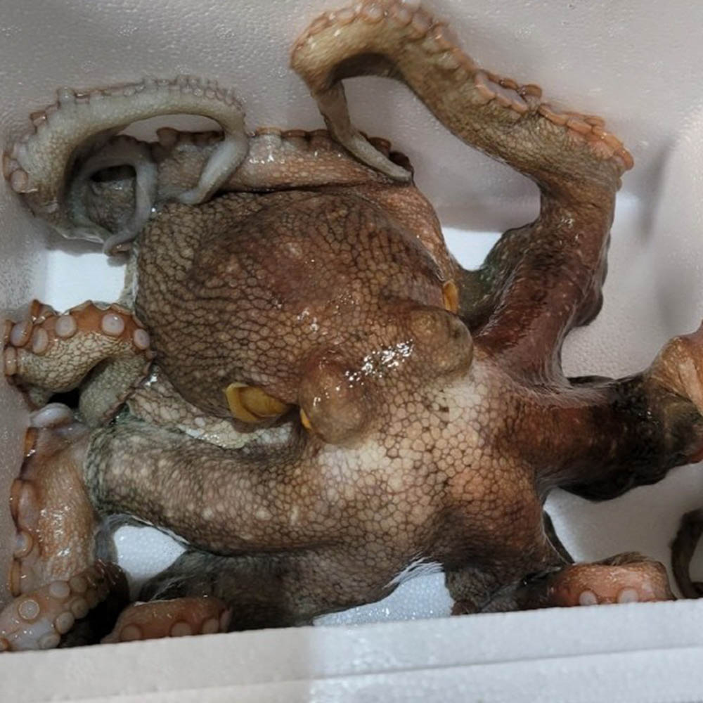 활 특대 돌문어 1.5kg