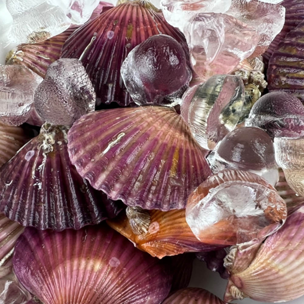 제철 홍가리비 3kg