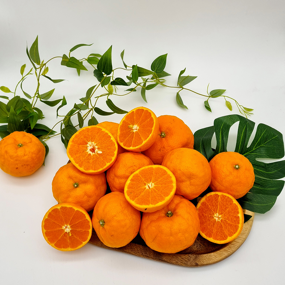 [기간한정할인] 제주 설국향 3kg 랜덤과 (중~소과) /4월3일까지