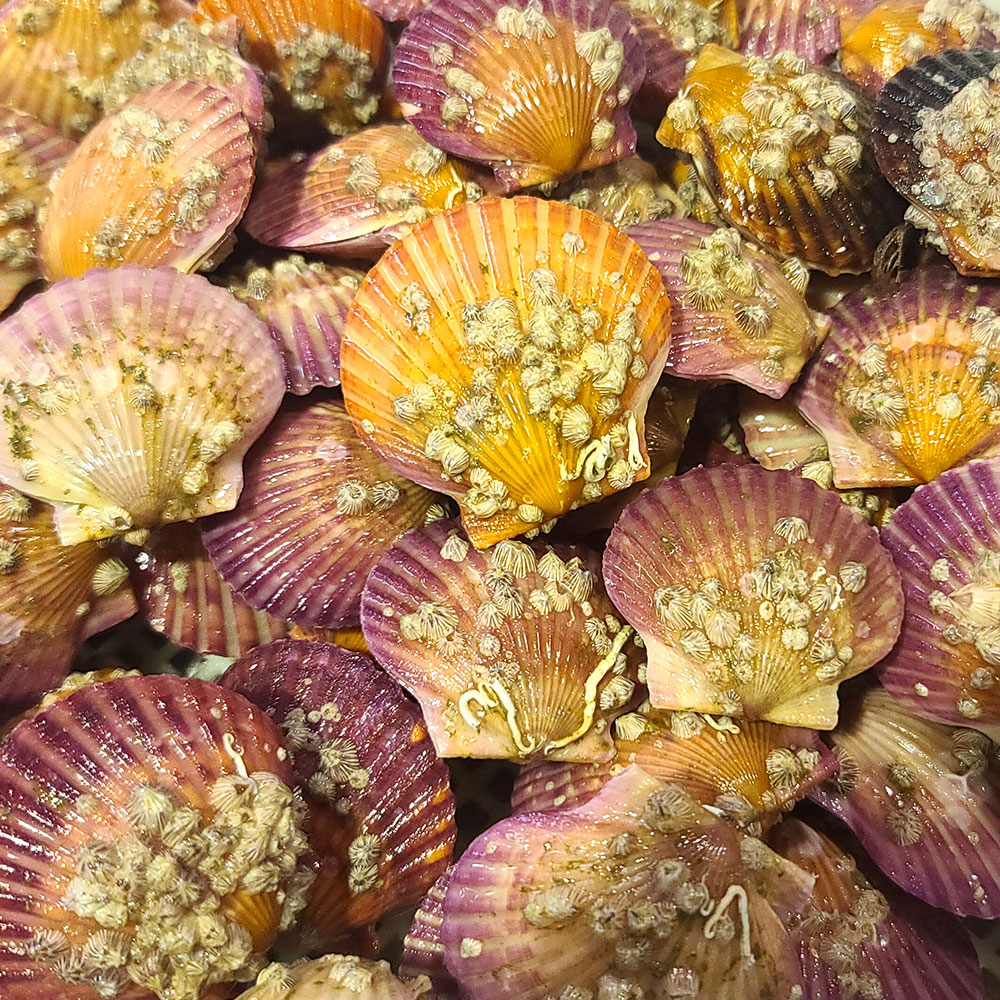 [C12-101] 어장직배송 남해바다위 싱싱함을 그대로 홍가리비 2kg