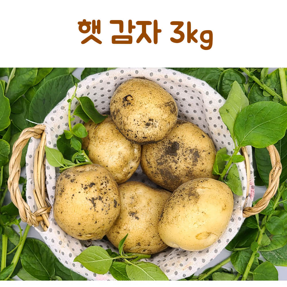 23년산 햇 감자 3kg(특)
