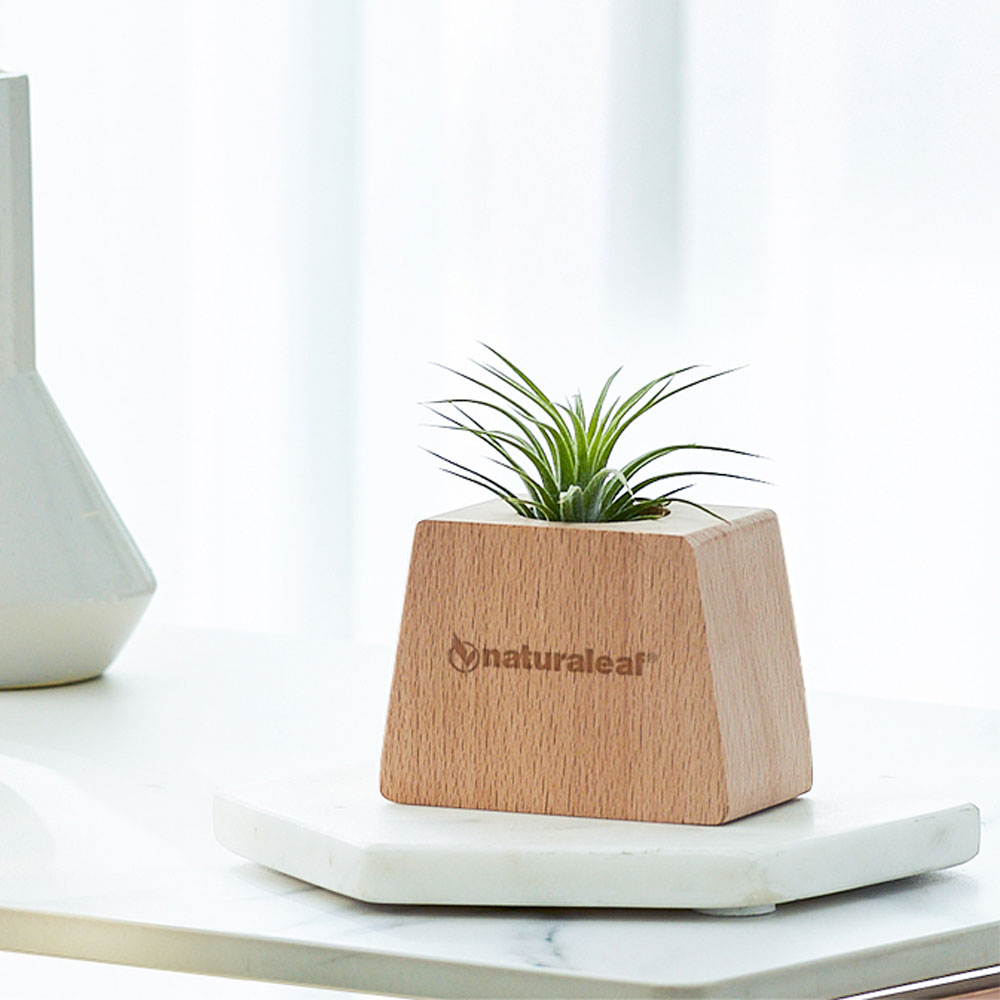 내츄럴리프 틸란드시아 이오난사