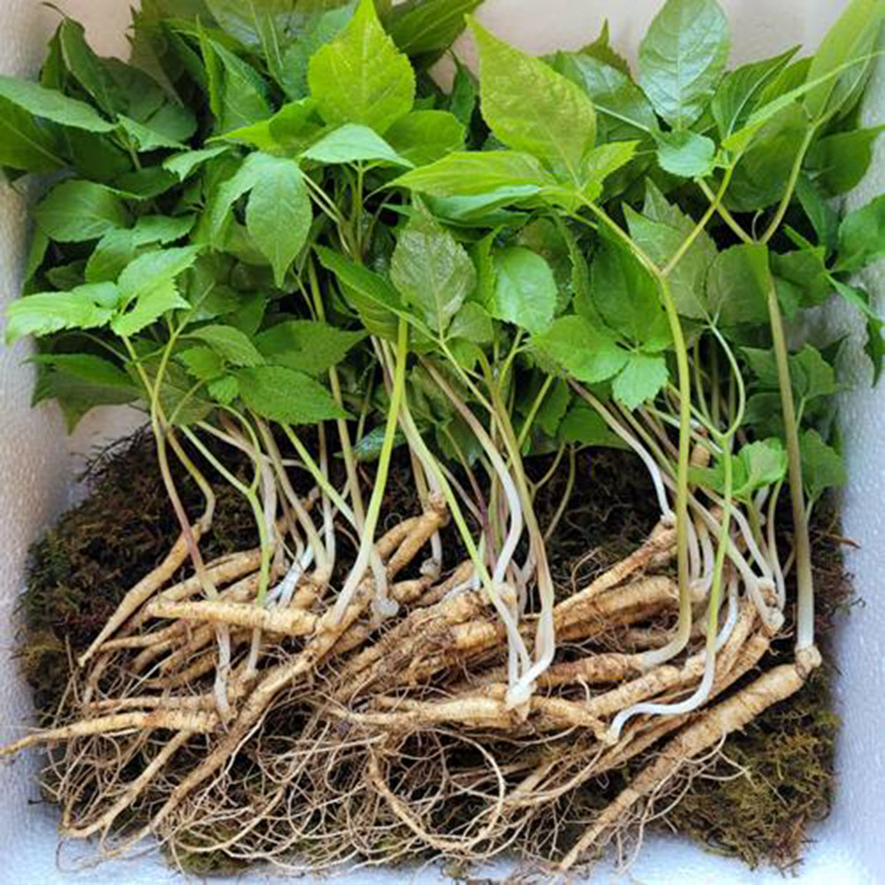 산앤들산삼 강원도 야생 산삼 4-5년근 장뇌삼 50뿌리