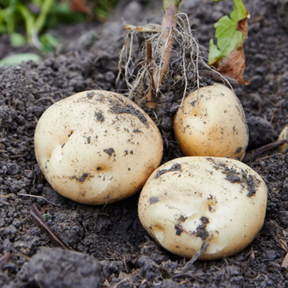 땅끝마음 김제지평선 광활감자 수미감자 23년 햇감자 2kg 대 *박스보관금지