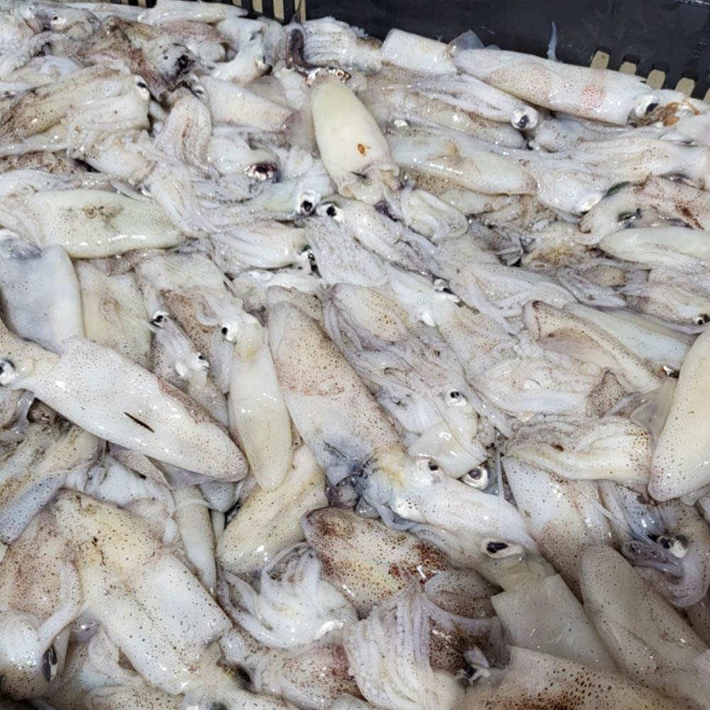 횟감 활 호래기 500g