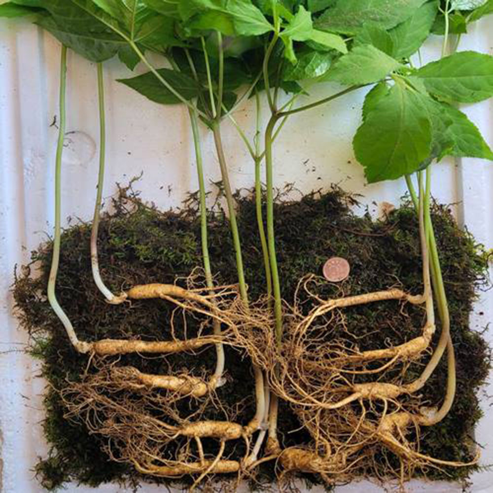 산앤들산삼 강원도 야생 산삼 5-6년근 야생 장뇌삼 10뿌리