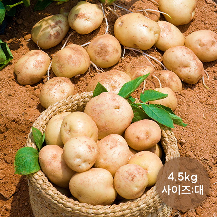 포슬포슬 햇 수미감자 4.5kg (사이즈 : 대)