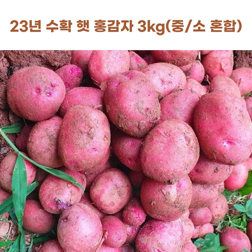 23년 수확 햇 홍감자 3kg(중/소 혼합)