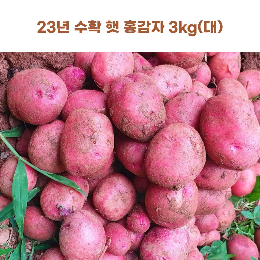 23년 수확 햇 홍감자 3kg(대)