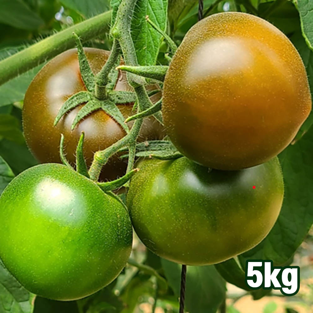 특품 흑토마토 5kg(1~2번과 개당 70~100g)