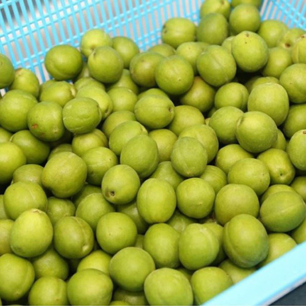 아이스팩 동봉/남도 매실 생과 10kg(특 3.5cm 내외)