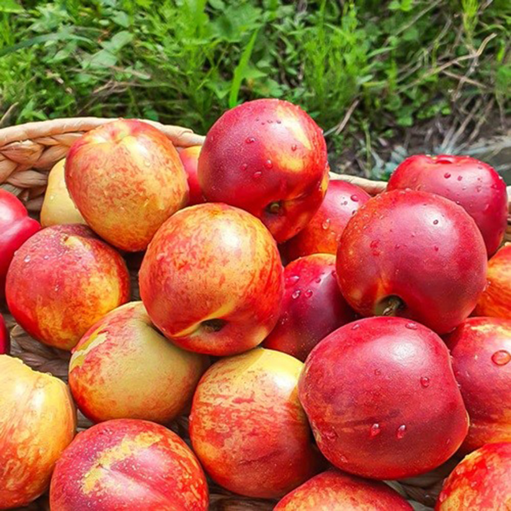 경북 김천 프리미엄 오월도 천도 복숭아 1.5kg 1박스 (21-30과 내외)