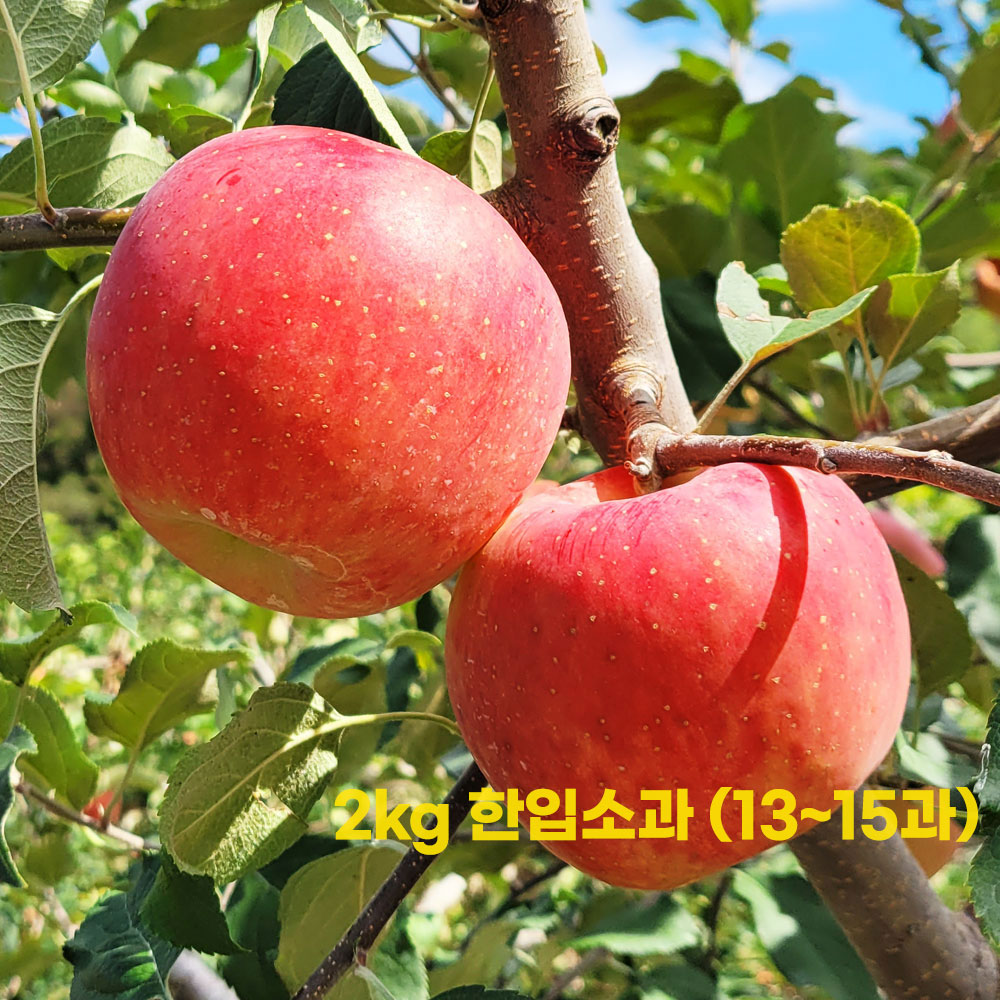 굿앤팜 경북 부사 보조개 사과 2kg 한입소과 (13~15과)